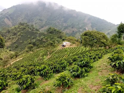 finca la victoria coffee by koffie met liefde