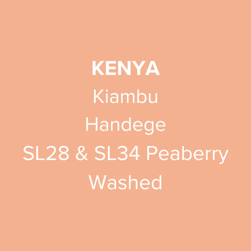 kenya kiambu handege sl28 & sl34 peaberry washed pb top - kenya coffee by oma