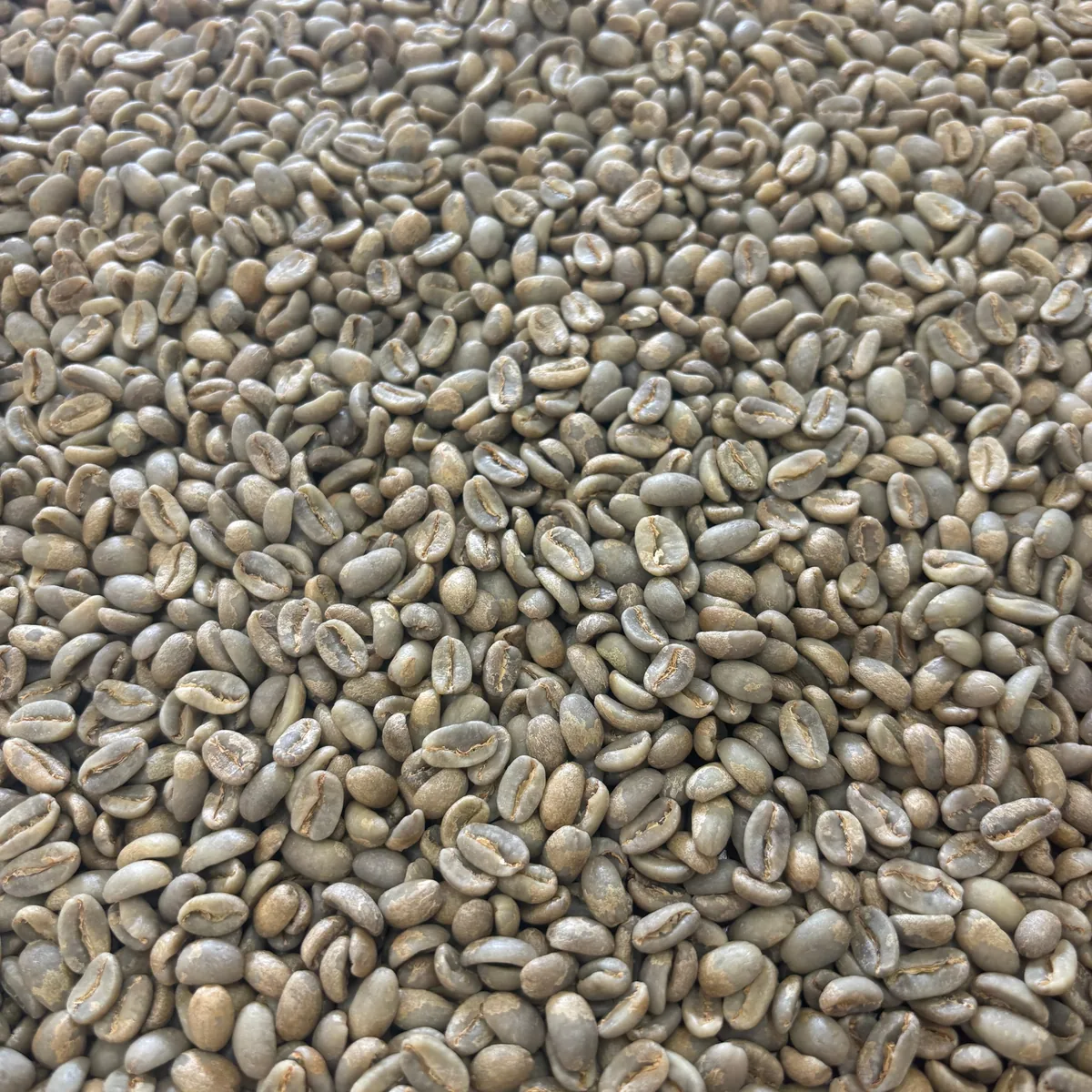 caminos del inka - peru coffee by prodigal