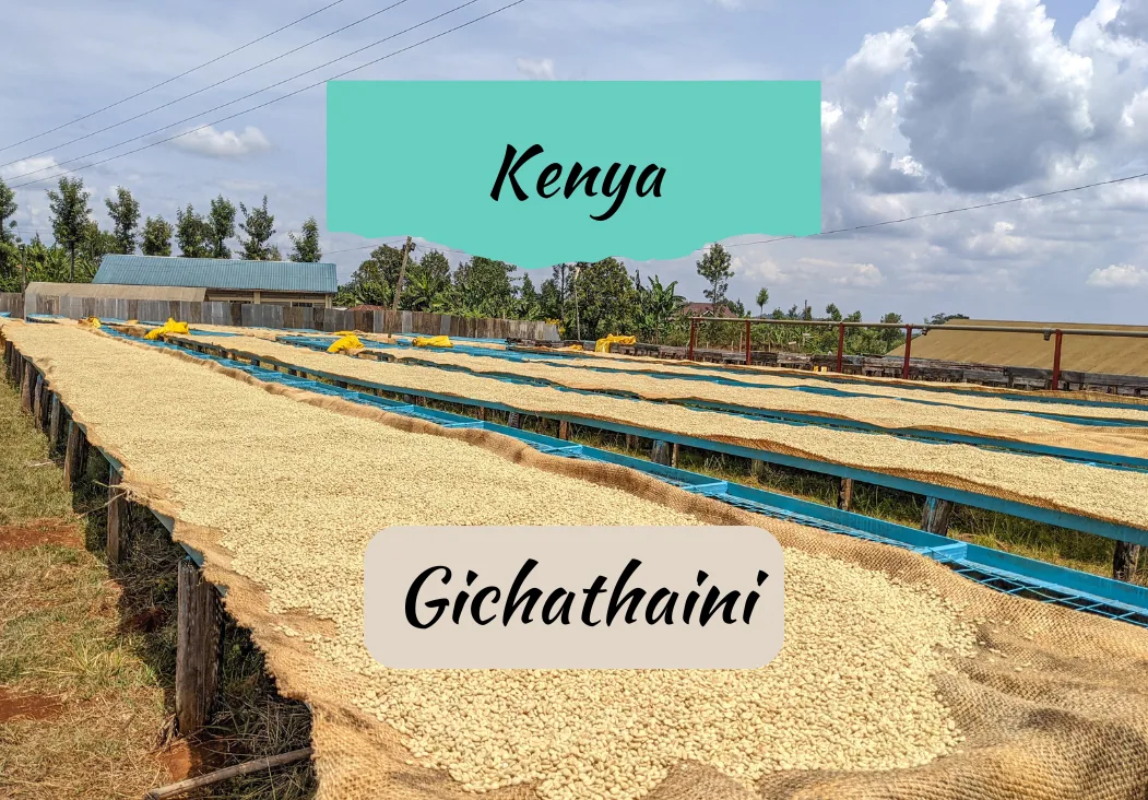 kenya gichathaini coffee by draft coffee roasters