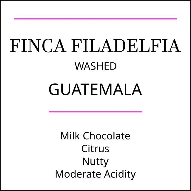 guatemala finca filadelfia medium roast coffee by pebble and pine coffee