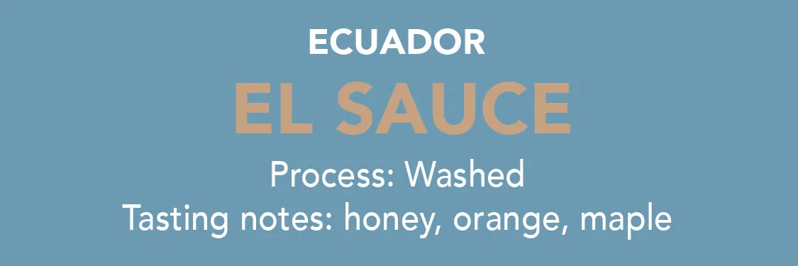 dose - ecuador el sauce coffee by methodical coffee