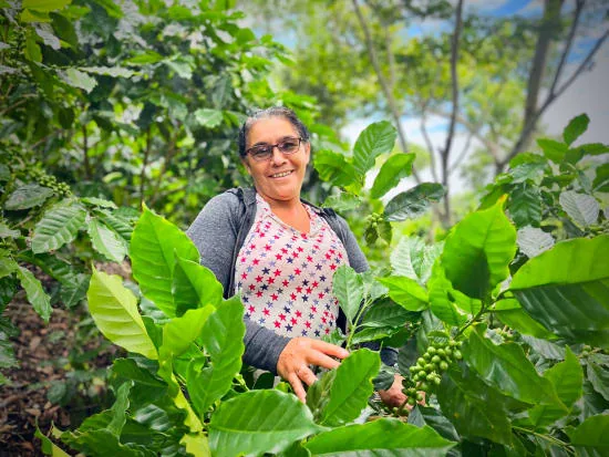 nicaragua women producer program aldea global – finca los positos coffee by cafe typica small batch roasters
