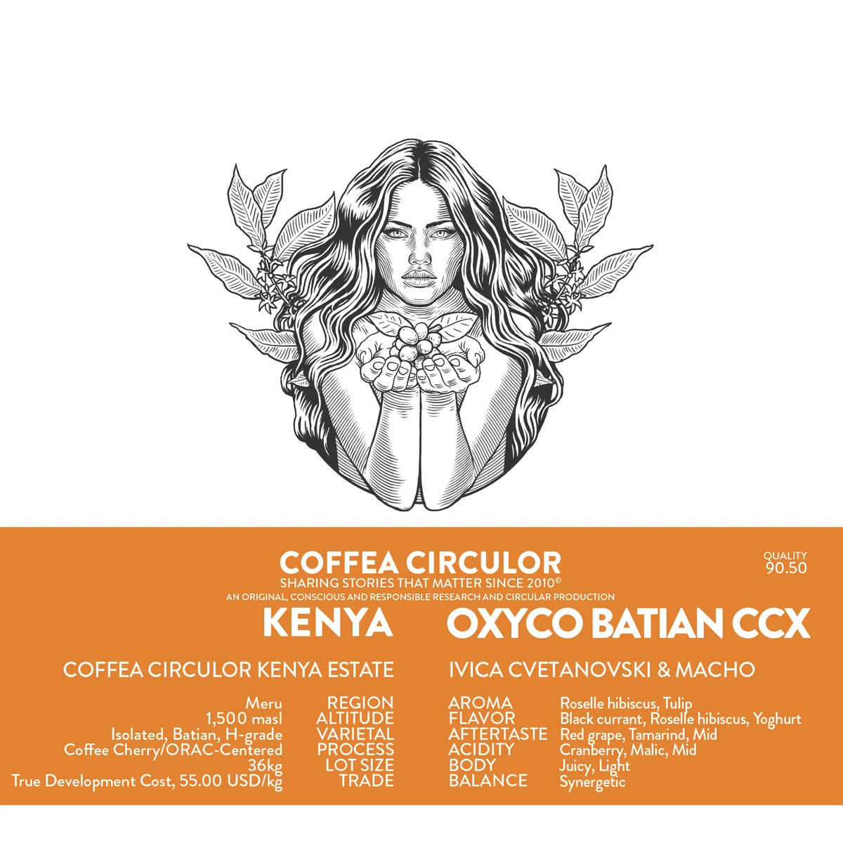 kenya coffea circulor oxyco isolated batian coffee cherry/orac-centered ccx - kenya coffee by coffea circulor