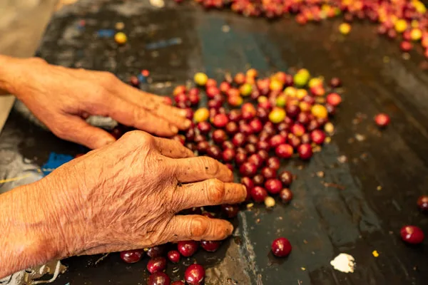 colombia - villamaria decaf coffee by shiloh coffee roasters ltd