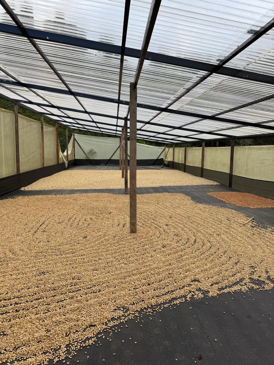 colombia el diviso ombligon - filter (exotic collection) coffee by cubbyhouse coffee