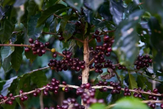 vietnam dung k’no – duc trong mill coffee by cafe typica small batch roasters