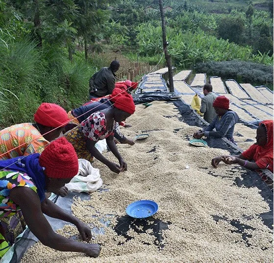 koppen signatur coffee by bellas coffee lab roastery