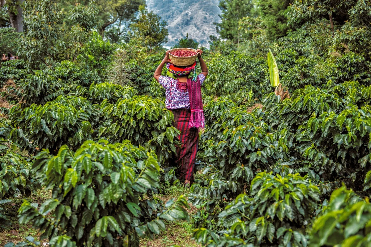 guatemala antigua finca medina shb - guatemala coffee by lucas coffee roasters