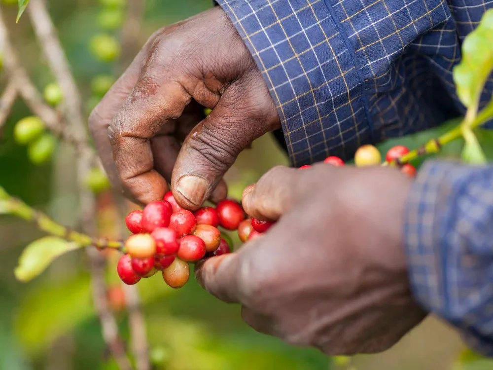 kenya ab lenana plus coffee by cafe typica small batch roasters
