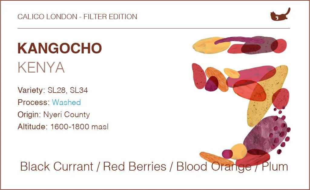 kenya kongocho - traditional washed coffee by calico coffee