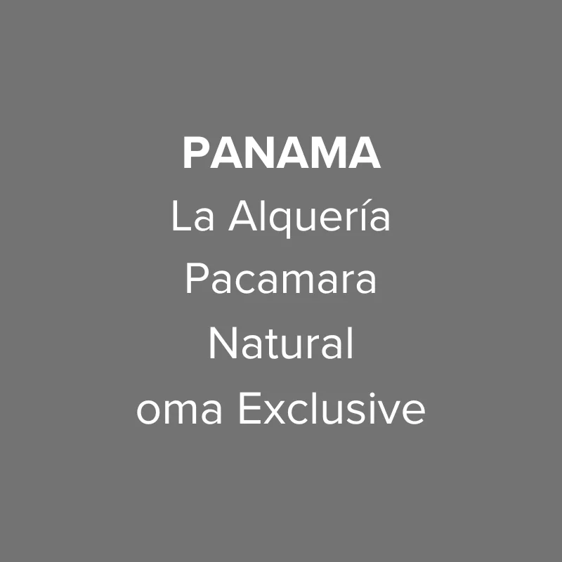panama abbraccio finca la alquería pacamara natural coffee by oma coffee roaster