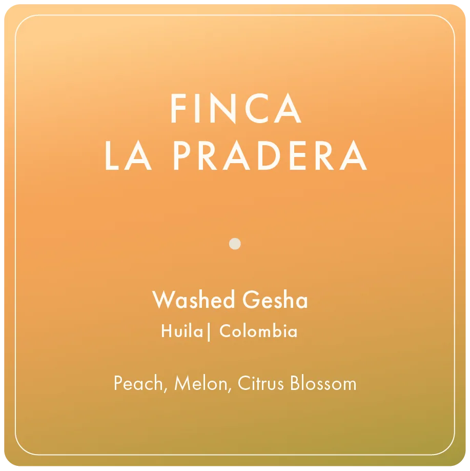 finca la pradera gesha coffee by regalia