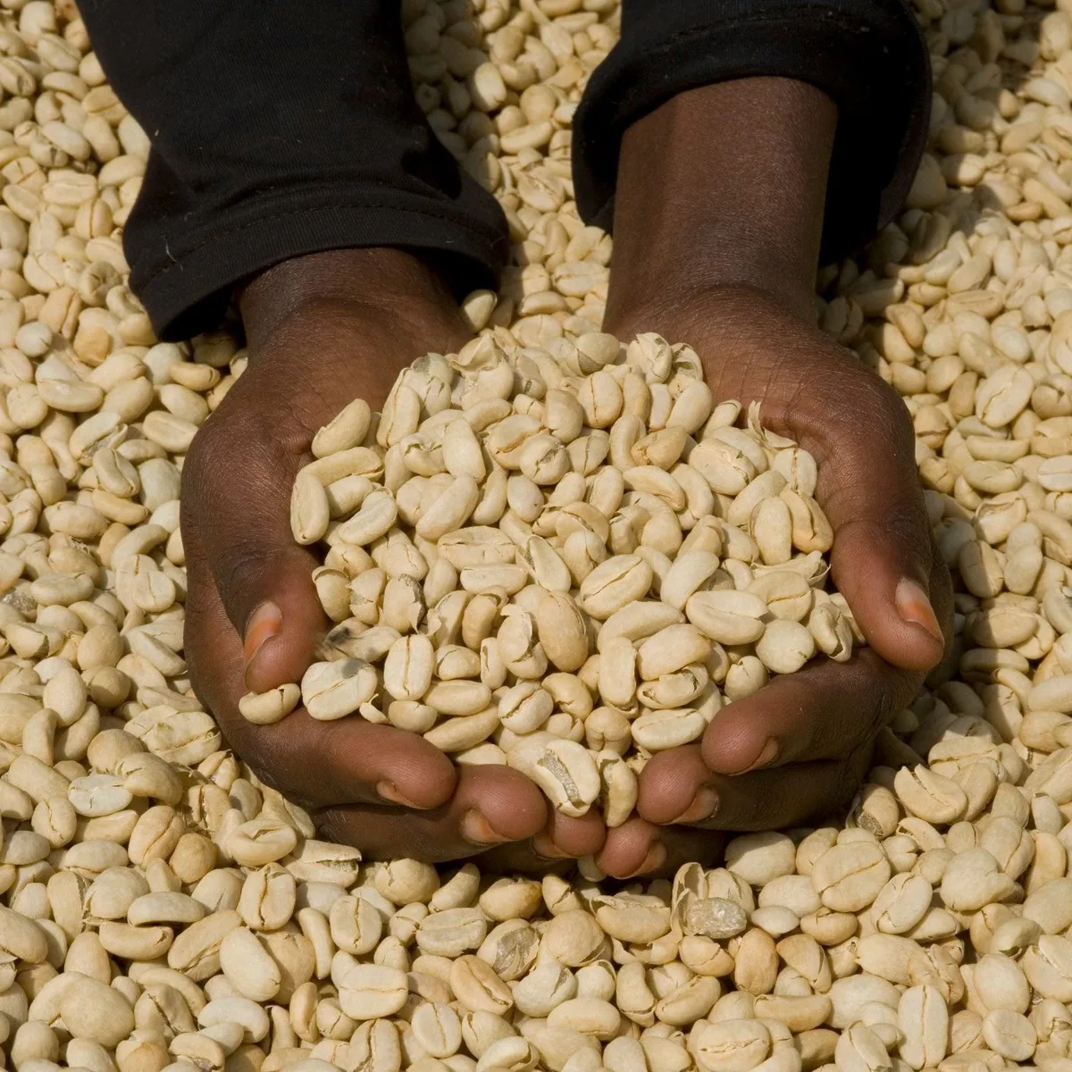 ethiopia - tadesse desta coffee by golden sheep coffee