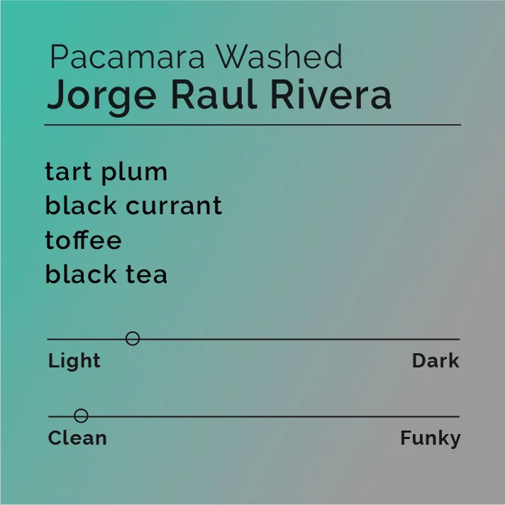 jorge raul rivera - pacamara washed - honduras + el salvador coffee by black & white coffee roasters