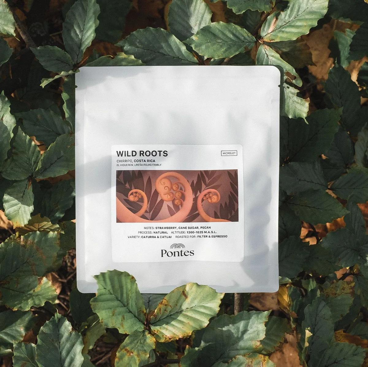 wild roots coffee by pontes roastery & coffee bar