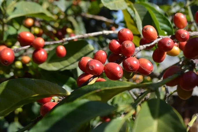 ethiopia sweet berry (medium roast) coffee by java roastery