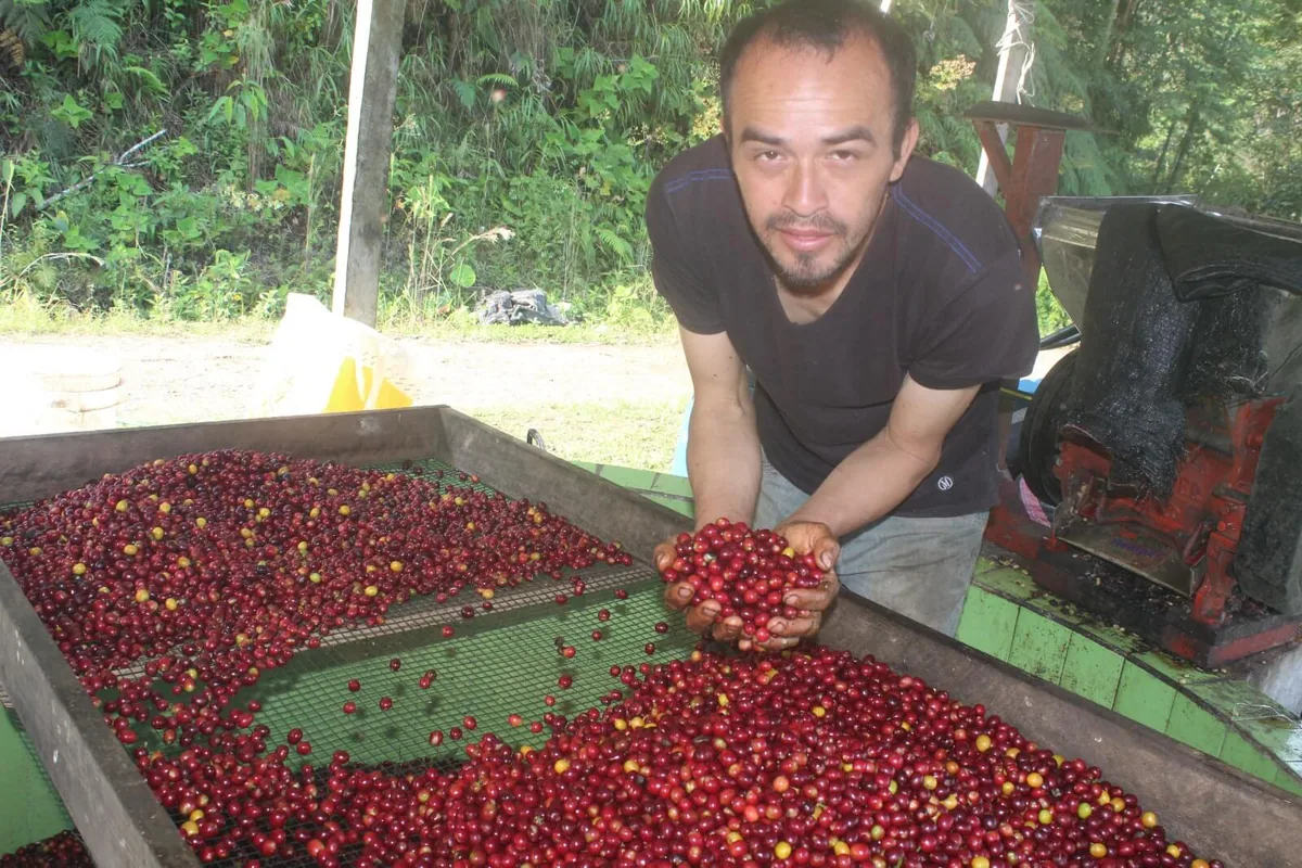 marcos herrera - mamaruntu coffee by crankhouse coffee