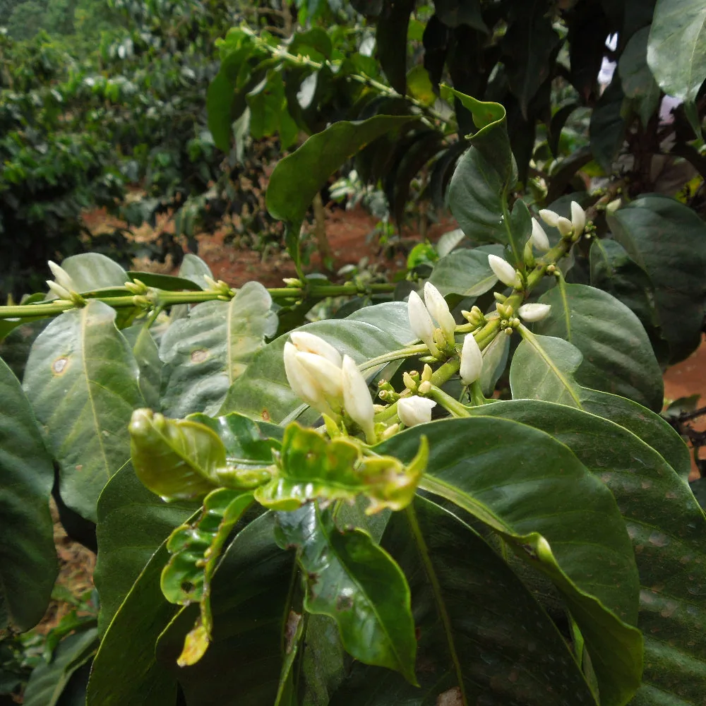 kenya aa thunguri coffee by thomsons coffee roasters