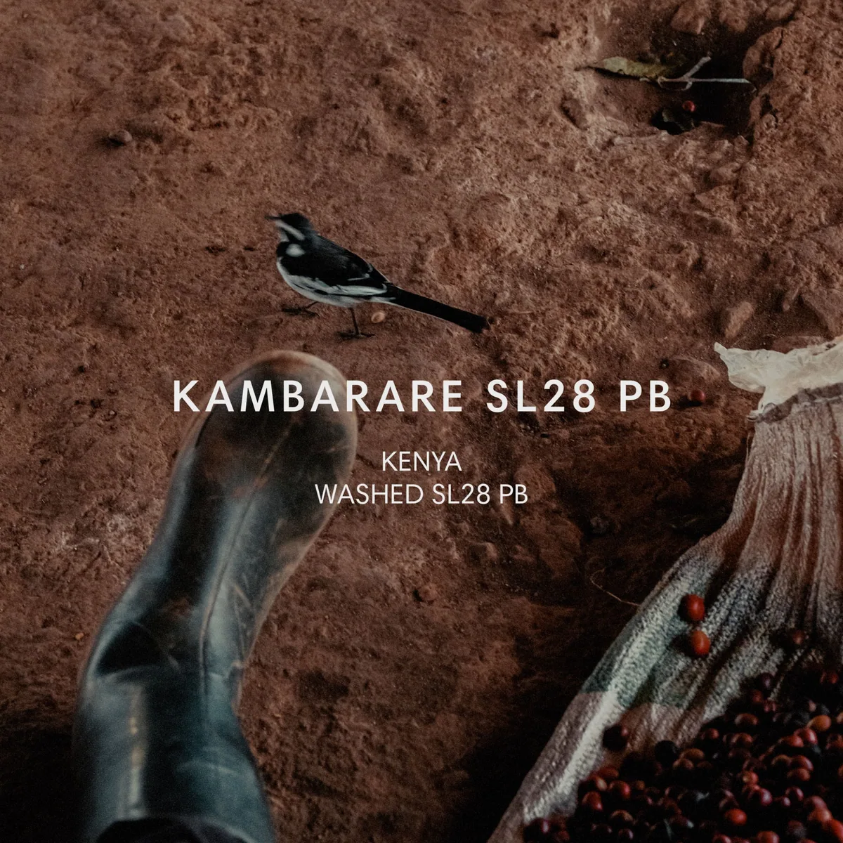 kambarare sl28 pb coffee by mazelab