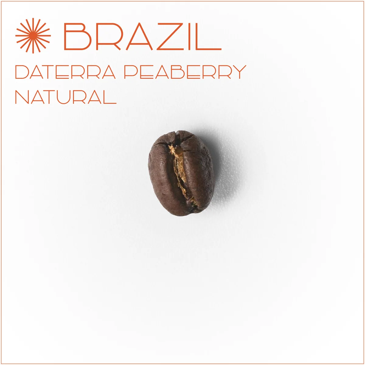 브라질 다테하 피베리 내추럴 - brazil coffee by el cafe coffee roasters