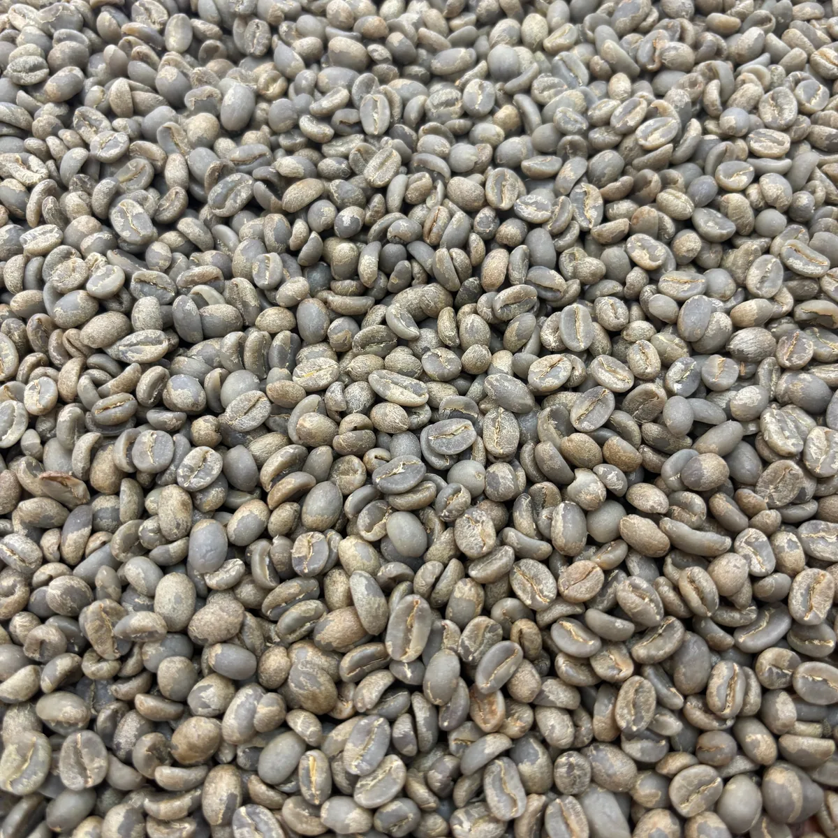 "hello judges" honey gesha - 25 lbs - colombia coffee by prodigal