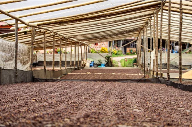 colombia huila la piragua coffee by short sleeves coffee