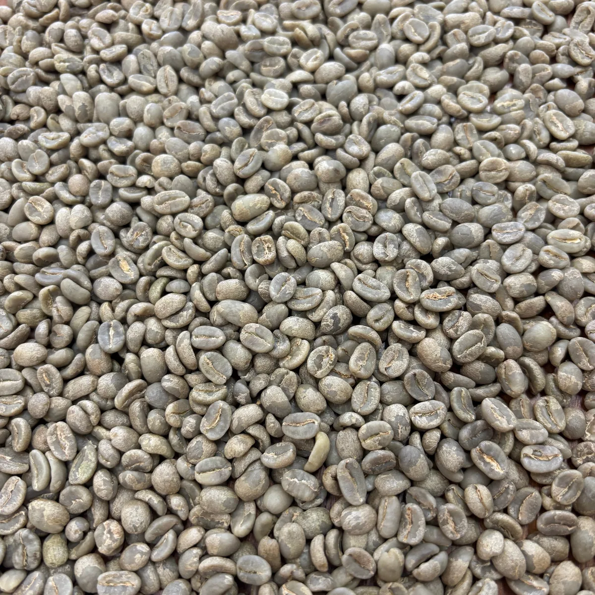 gitare ab - bulk green - kenya coffee by prodigal