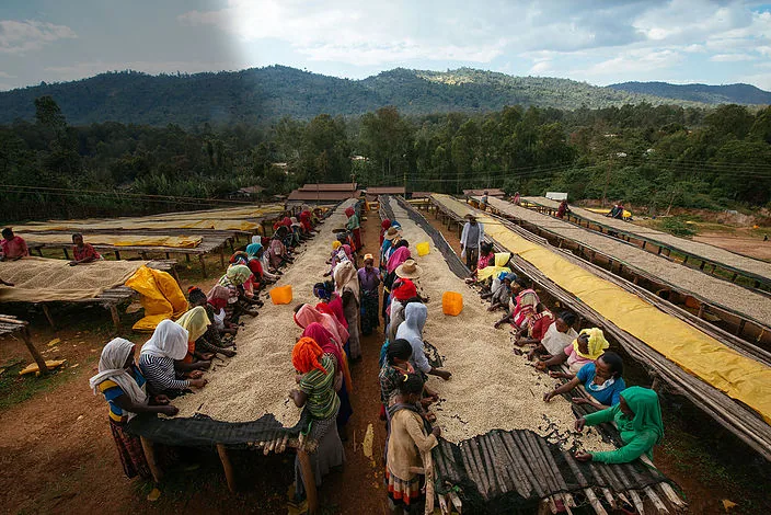 ethiopia yirgacheffe “kochere” (washed process) coffee coffee by lucas roasting company, llc