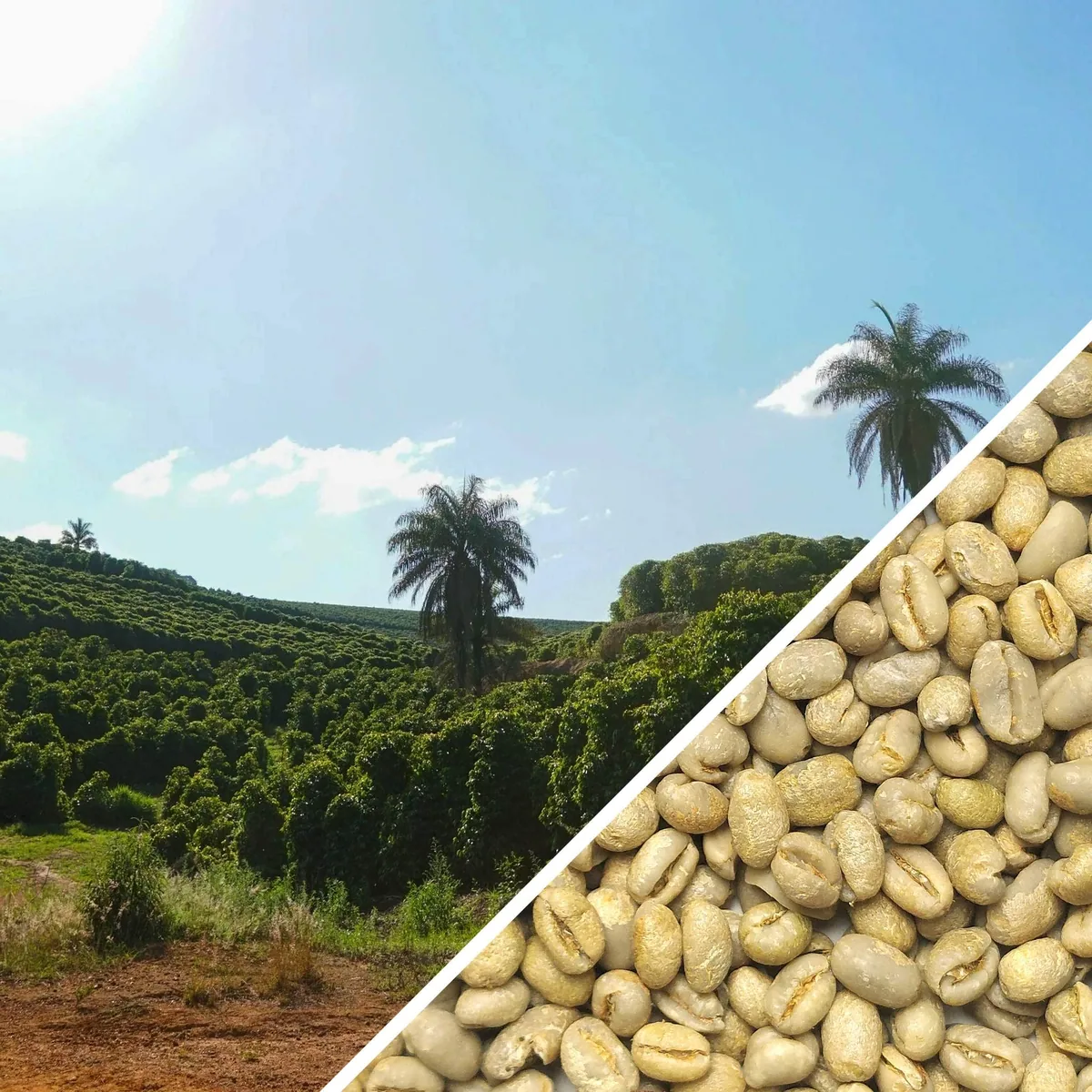 brazil bela vista peaberry - green coffee coffee by terra coffee and tea ltd