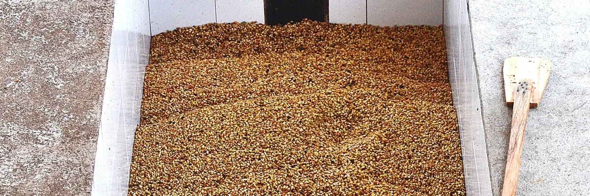 #4 costa rica, red honey san isidro coffee by stillers coffee