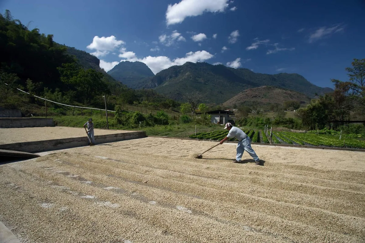 ⚡new⚡ honduras cosagual fto shb - honduras coffee by lucas coffee roasters