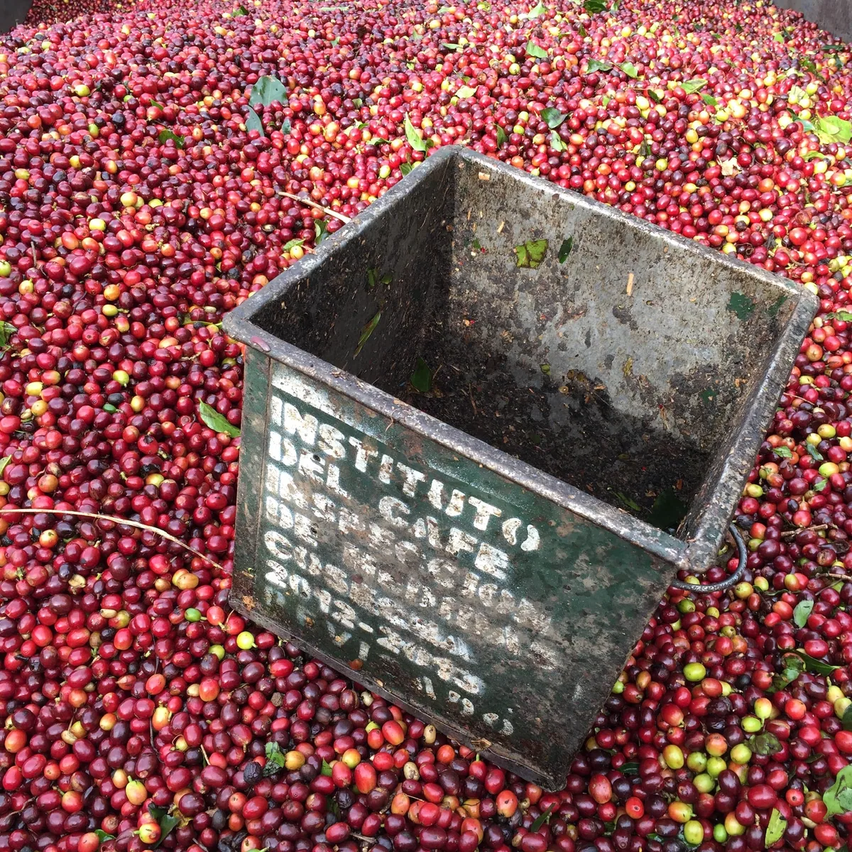 ws decaf cadefihuila coffee by beacon coffee company, inc.