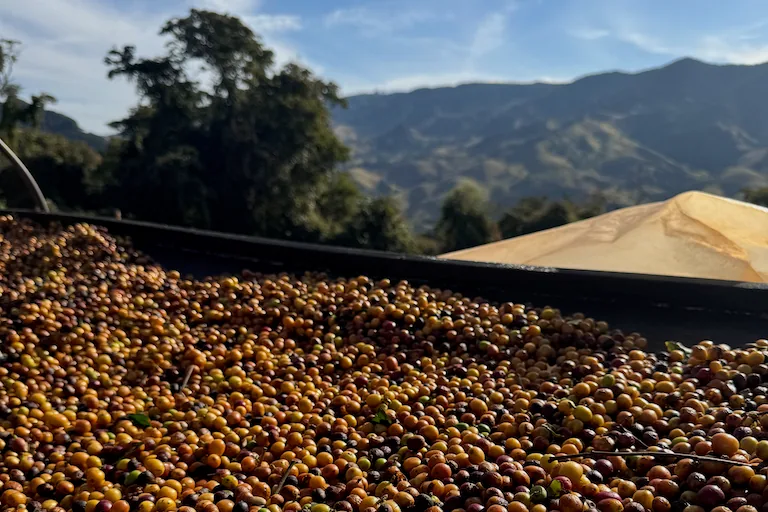 cocarive baba's blend coffee by crankhouse coffee