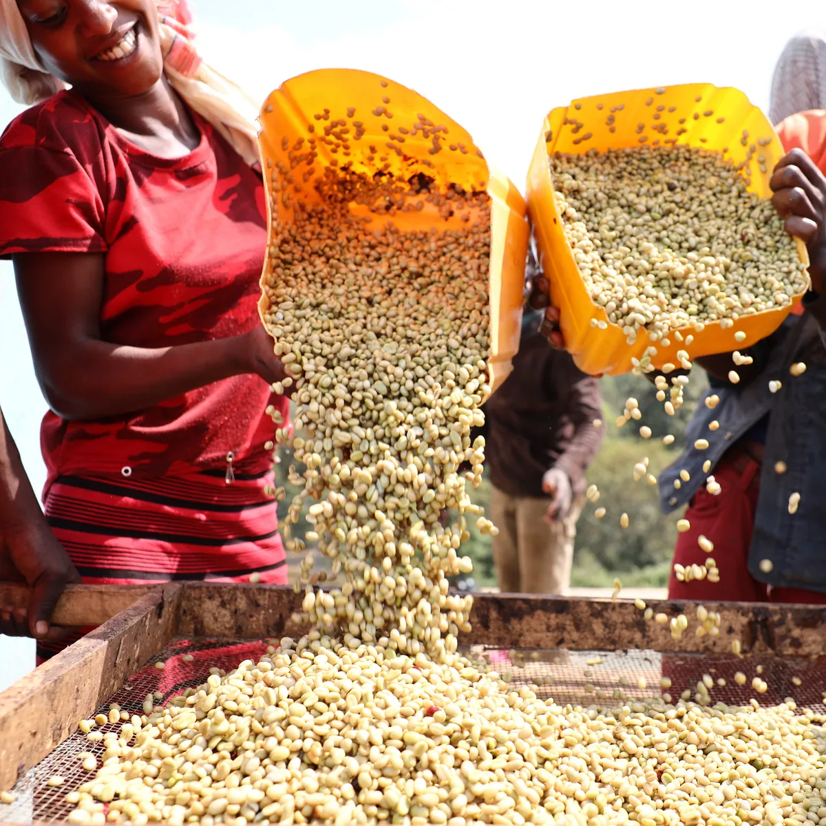 sidama buncho washed, ethiopia | filter coffee by williams & johnson coffee co.
