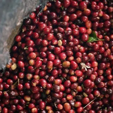 kolumbien | trujillo familia coffee by cabana coffee roasters
