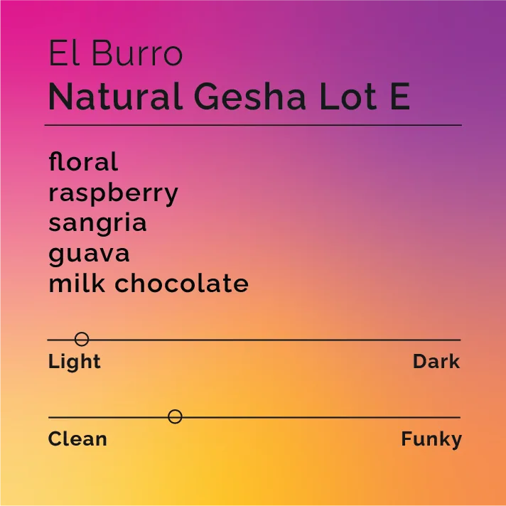 el burro - natural gesha lot e - panama coffee by black & white coffee roasters
