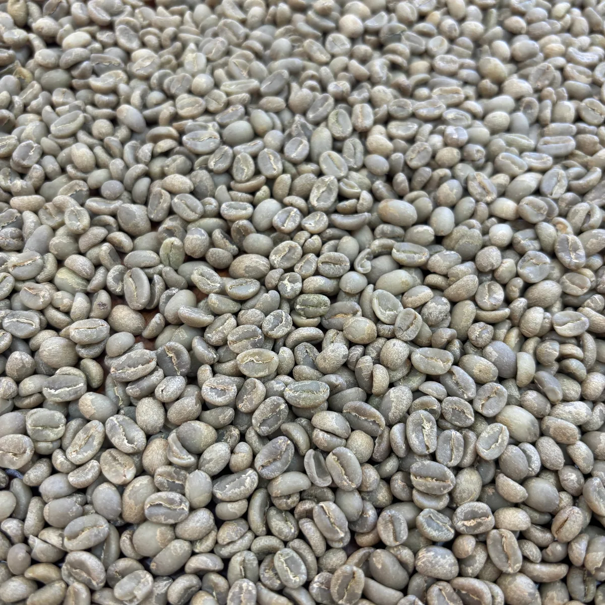 chelbesa one - ethiopia coffee by prodigal
