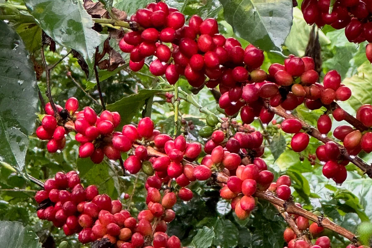 cereza natural paisa coffee by crankhouse coffee