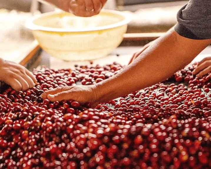 colombia | el vergel natural ea sugarcane coffee by cabana coffee roasters
