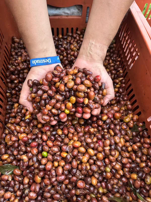 tropical papayo | natural | sour mango and hibiscus tea coffee by desnudo coffee