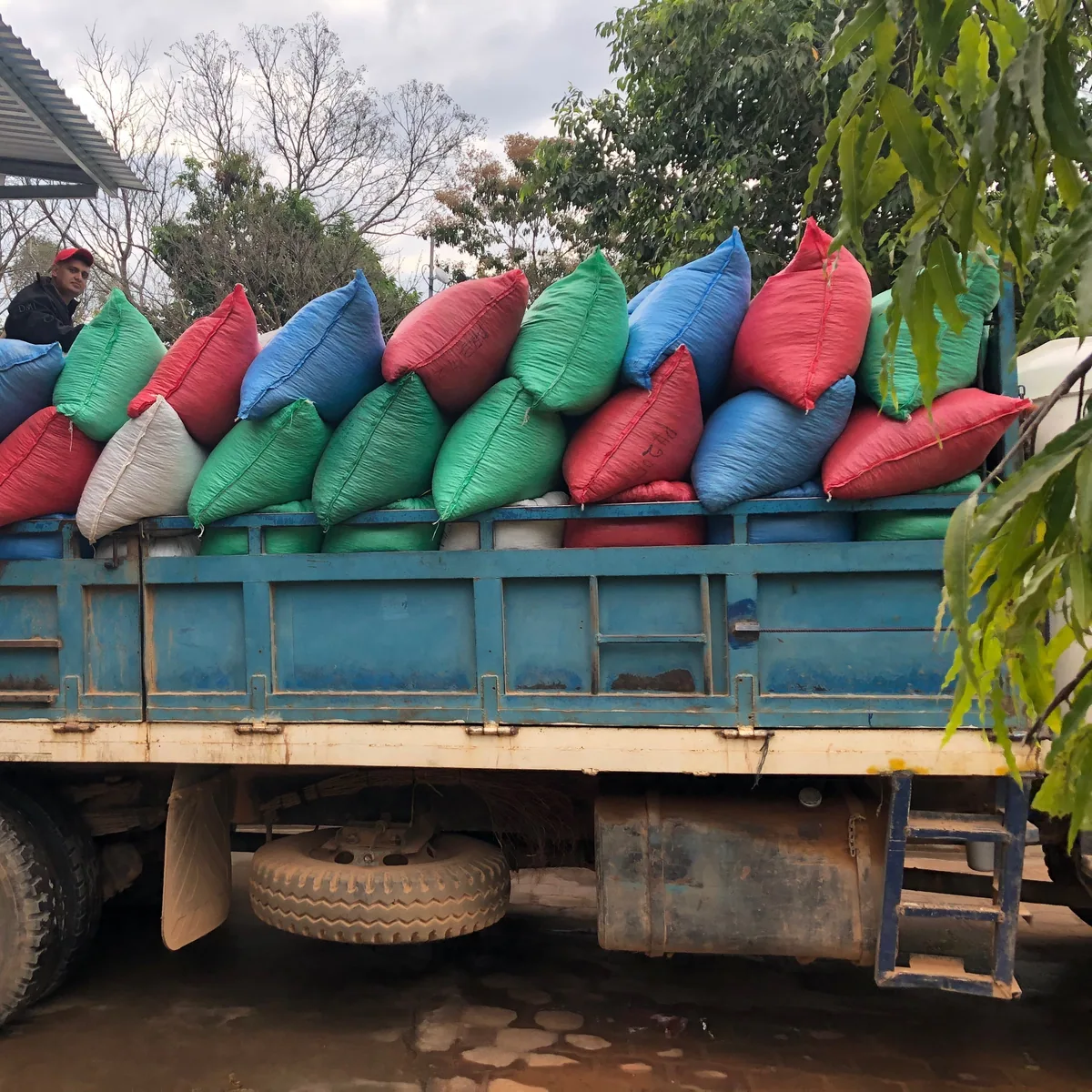 el salvador - agua caliente coffee by golden sheep coffee