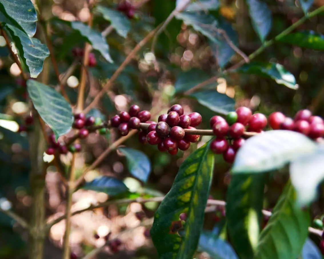 honduras | finca villa yolanda coffee by cabana coffee roasters