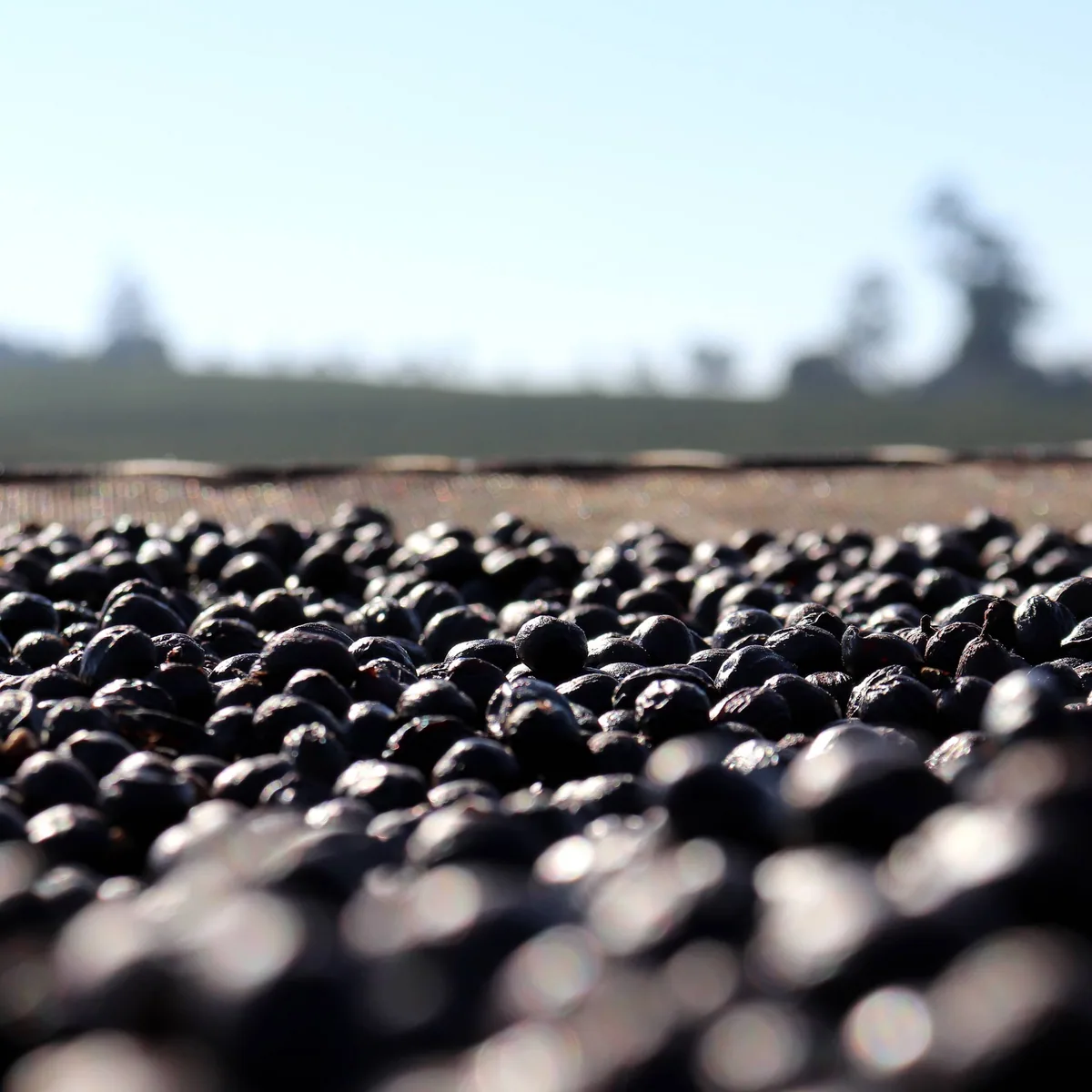 brazil – serra negra coffee by alchemy café - the city