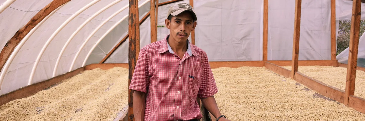 #19 honduras, wet fermented ih-90 coffee by stillers coffee