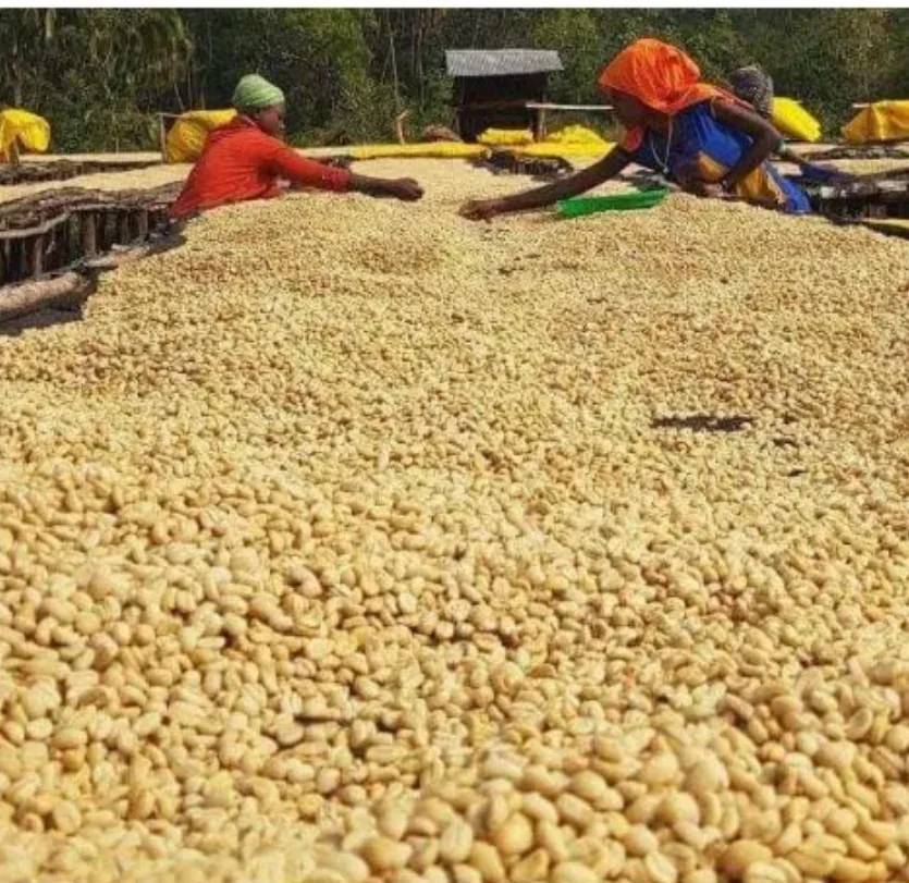 ethiopia sidamo coffee by bellas coffee lab roastery