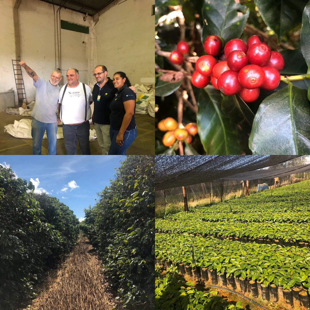 brazil fazenda inhame controlled fermentation arabica green coffee beans (1kg) coffee by pennine tea & coffee ltd