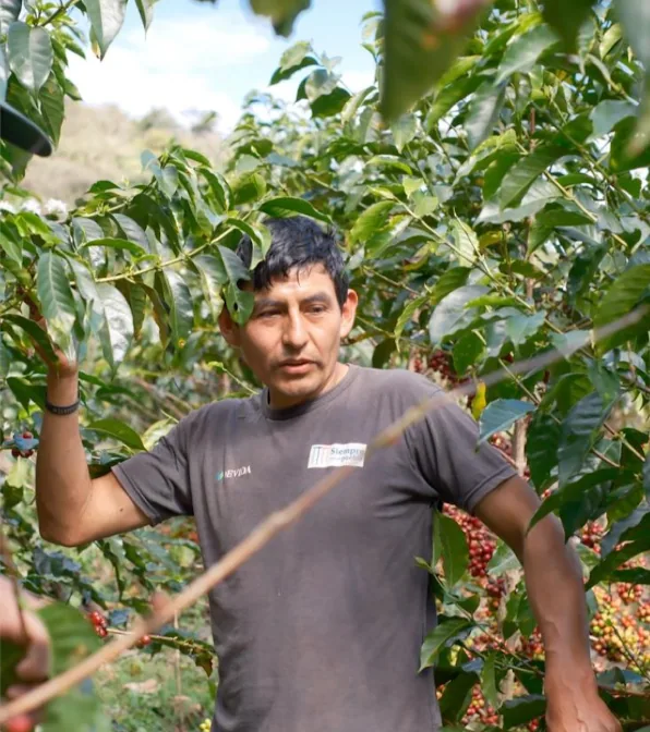 peru juan jose huillca singuna geisha washed 浅煎り - peru coffee by easecoffee