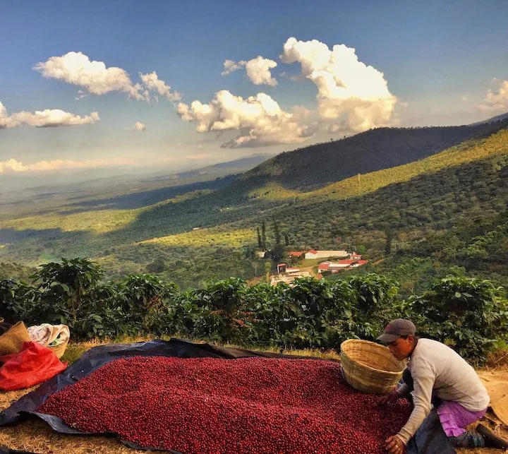 ⚡new⚡ el salvador monte sion estate shg - el salvador coffee by lucas coffee roasters
