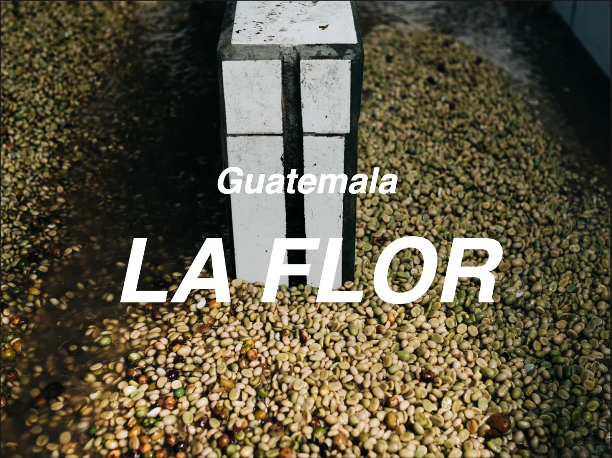 瓜地馬拉 安提瓜 花神aa 水洗 (guatemala antigua la flor aa washed) - guatemala coffee by moonshine coffee roasters | 私釀咖啡商行 (敦南旗艦店)
